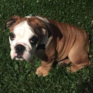 Meet your Posher, Andy